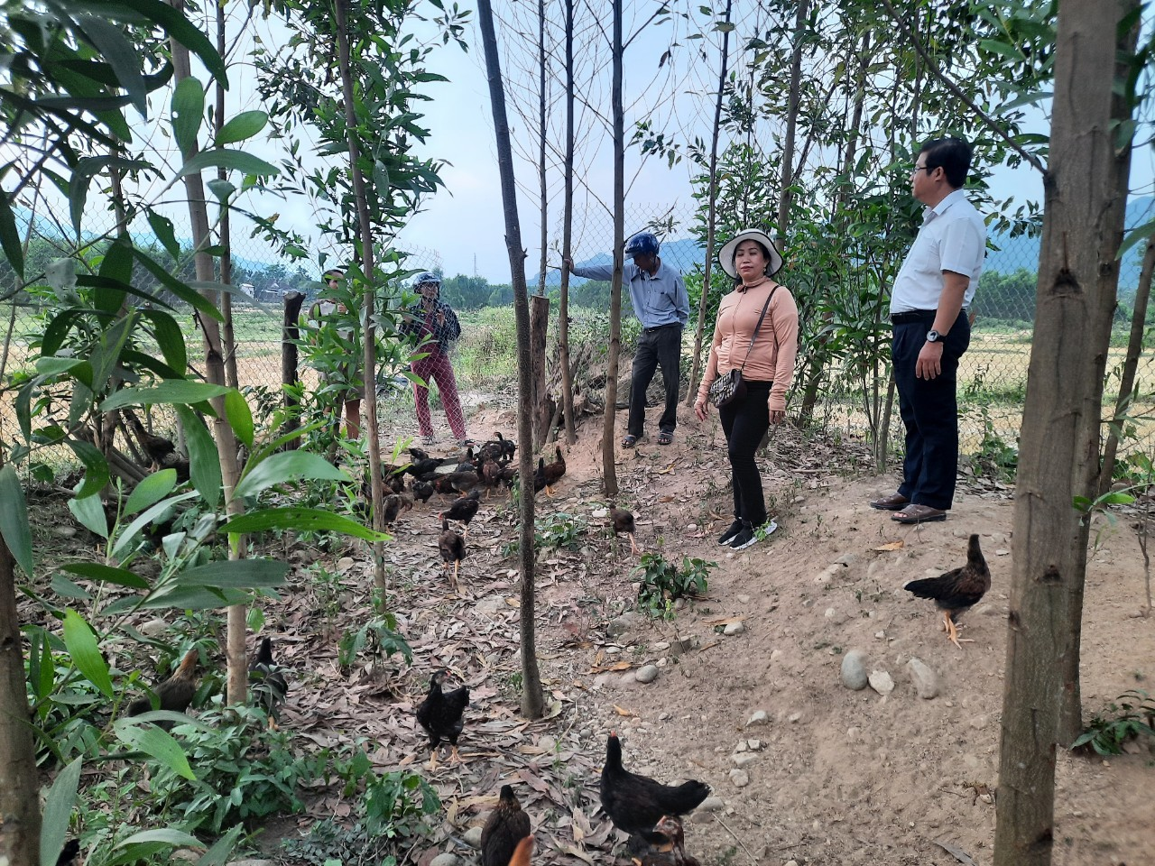 UBND huyện tham quan và kiểm tra các dự án chăn nuôi hỗ trợ phát triển sản xuất cộng đồng tại thị trấn Ba Tơ
